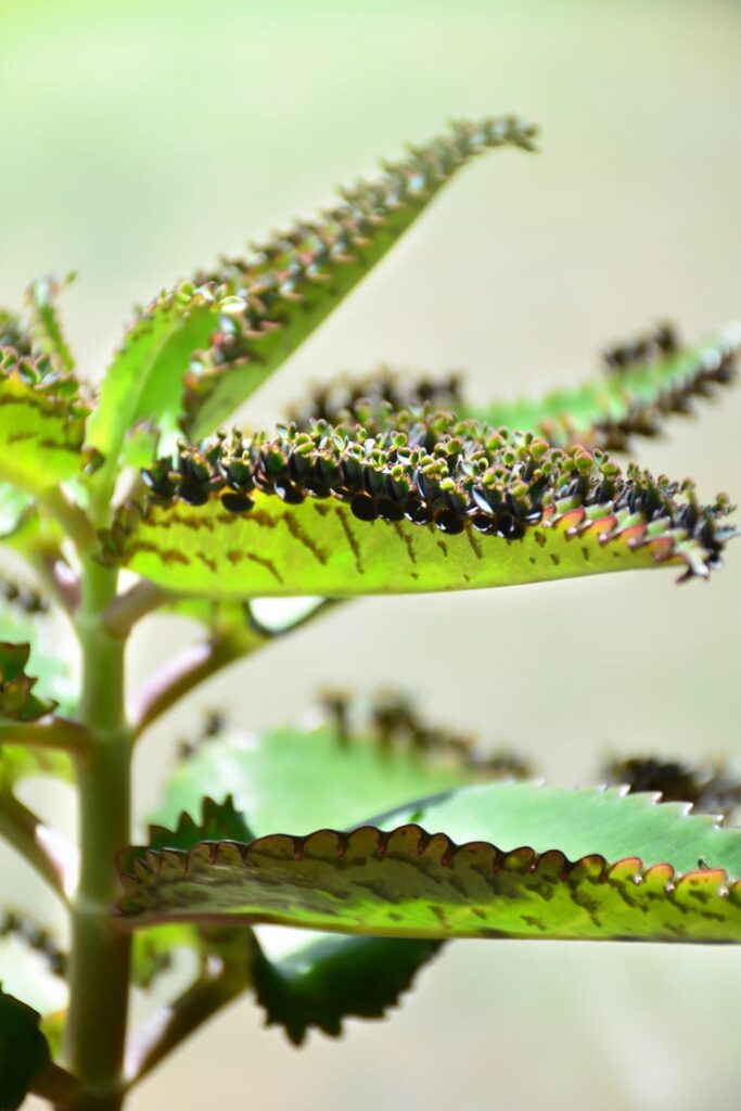 how to care for mother of thousands