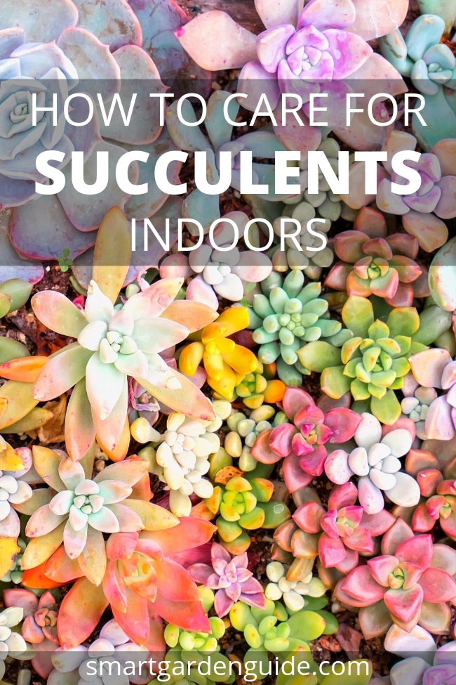 how to care for succulents indoors