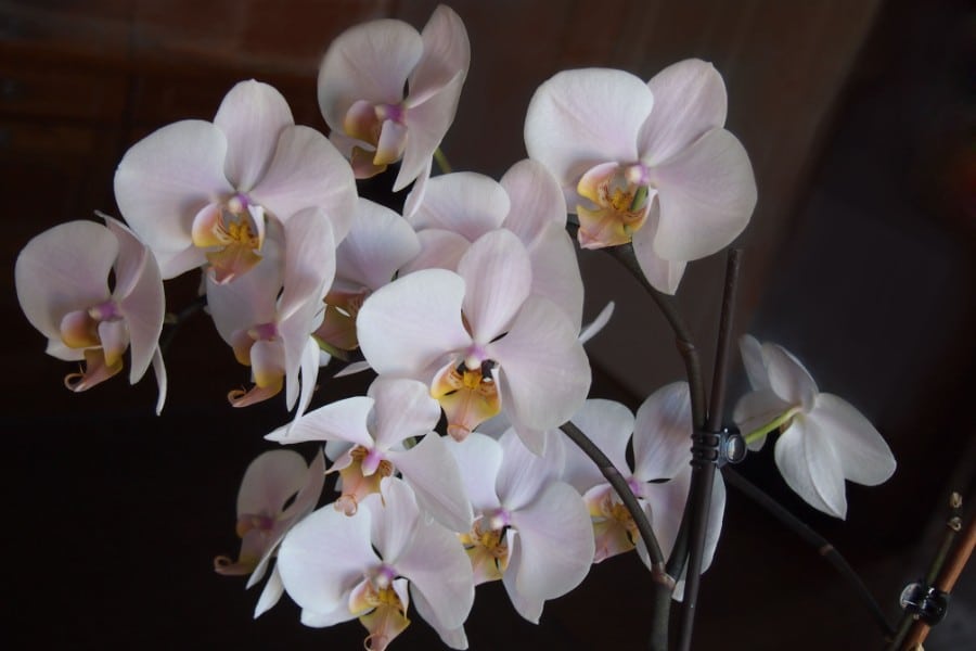 how to fertilize phalaenopsis orchids