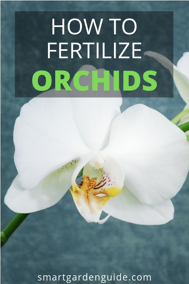 how to fertilize phalaenopsis orchids