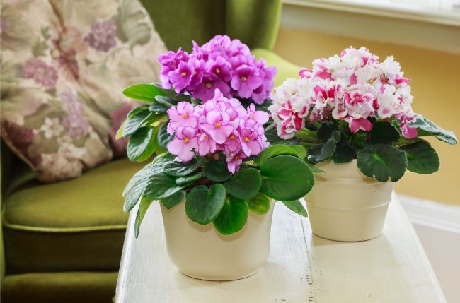 group of african violets saintpaulia blooming