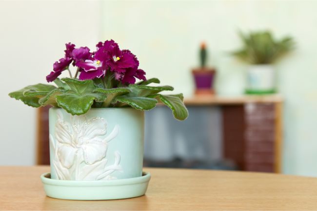 african violet in small pot blooming