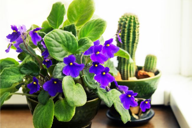 african violets blooming saintpaulia ionantha