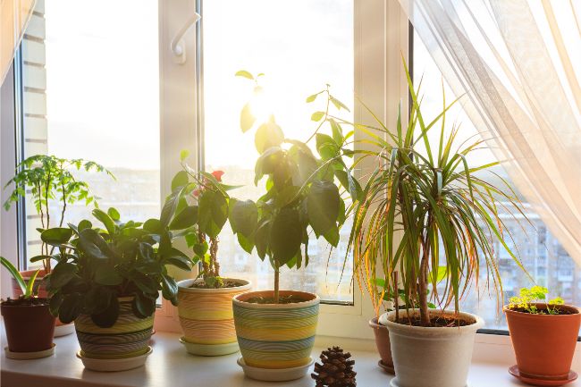 use direct sunlight to get rid of mold in houseplant soil