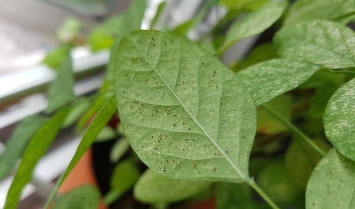 how to get rid of spider mites in houseplants