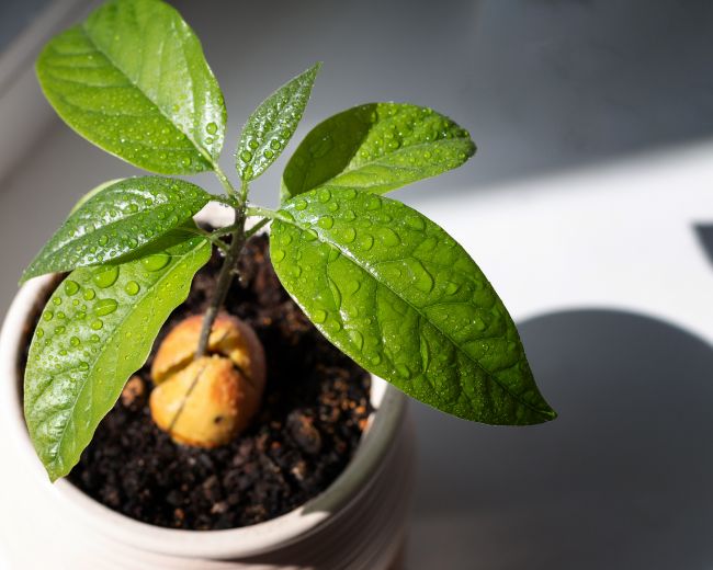 how to grow an avocado from seed