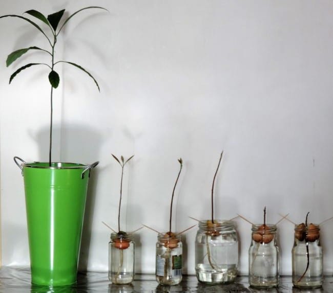 grow avocado from seed by toothpick method