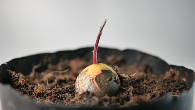 avocado seed grown in soil