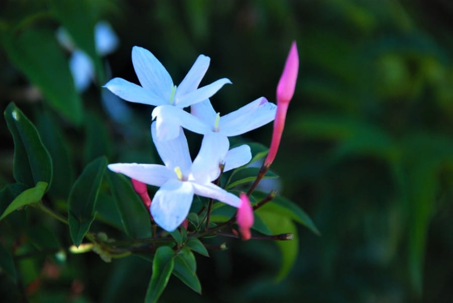 how to grow jasmine indoors