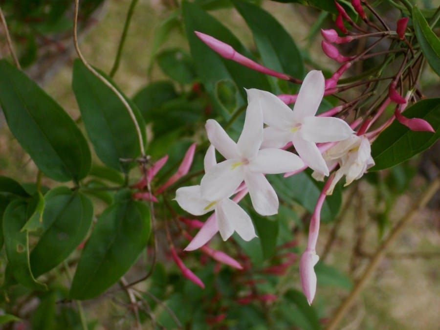 how to grow jasmine indoors