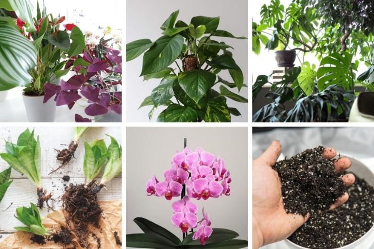 how to grow plants indoors beginners guide to growing houseplants