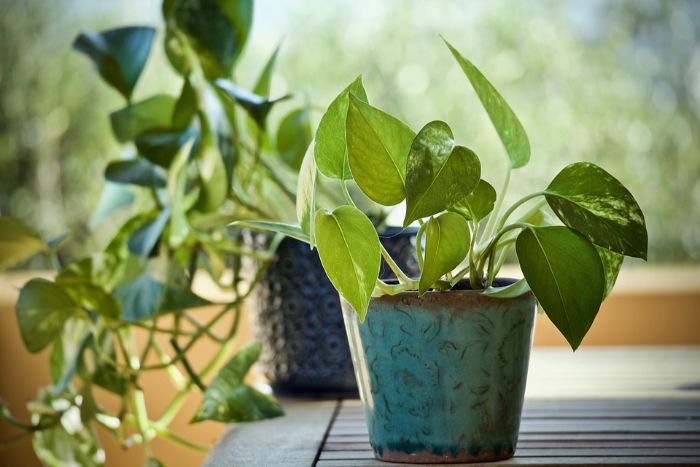 how to grow pothos faster