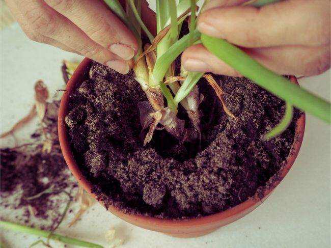 treating root rot