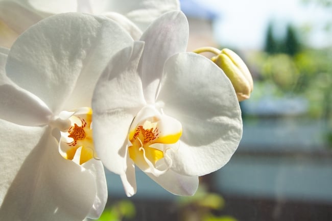 how to make phalaenopsis orchids rebloom