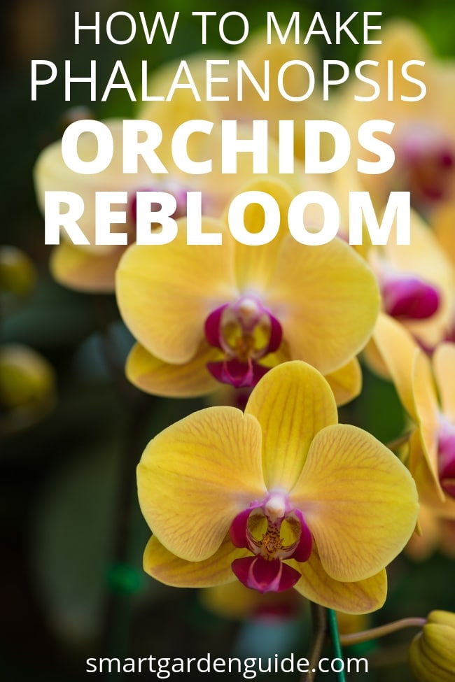 how to make phalaenopsis orchids rebloom