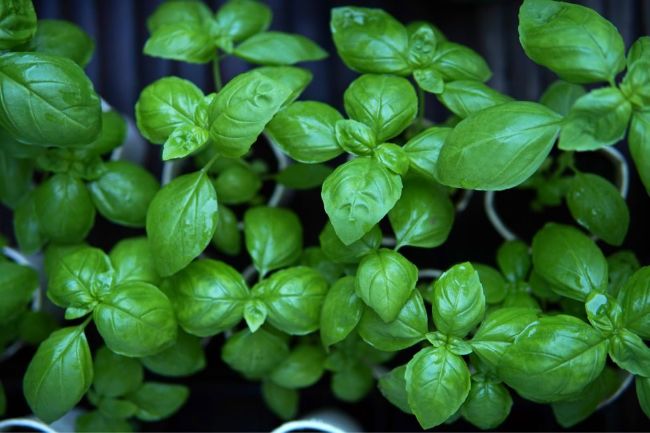 how to propagate basil