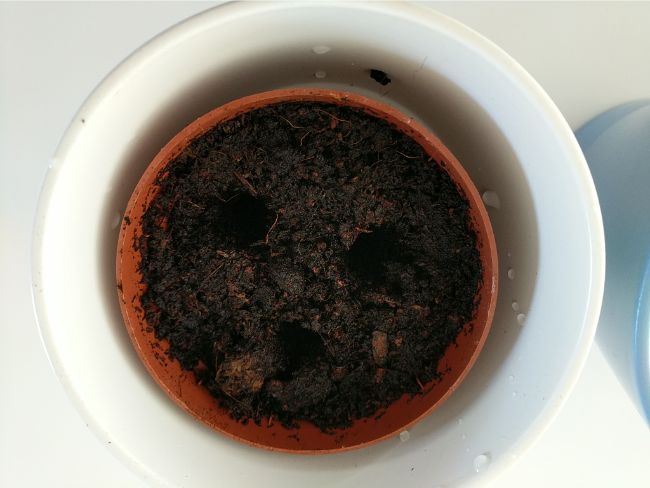 soil preparation for basil plants