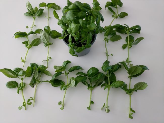 how to propagate basil