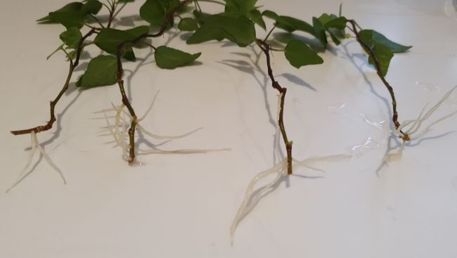 Ivy after water propagation