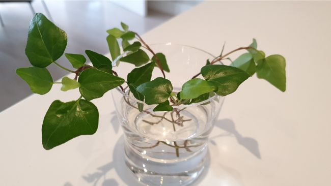 propagating ivy in water