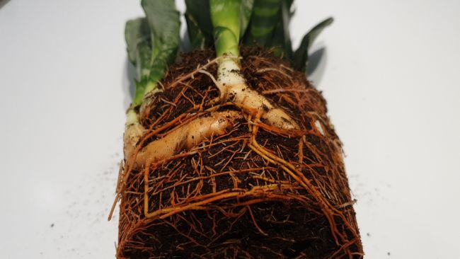 how to propagate houseplants by rhizome