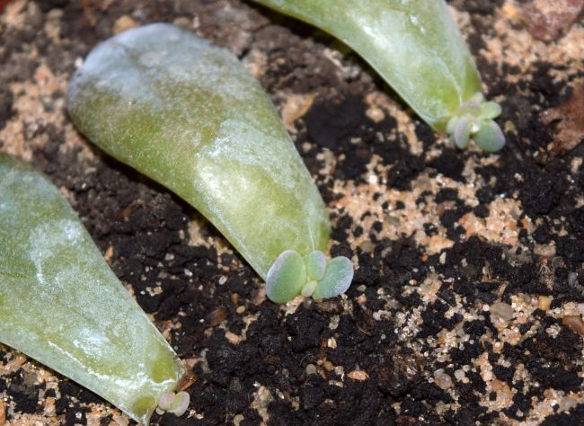 how to propagate succulent leaf cuttings