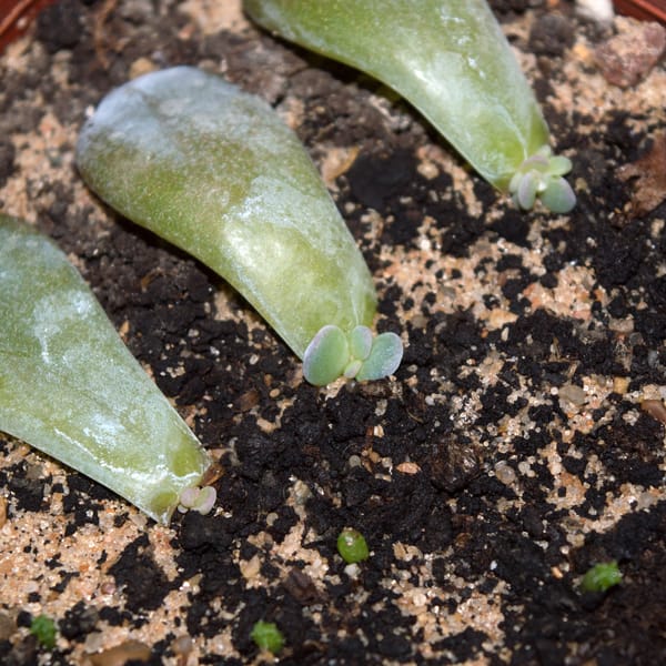 how to propagate succulents