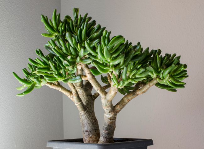 jade plant pruning