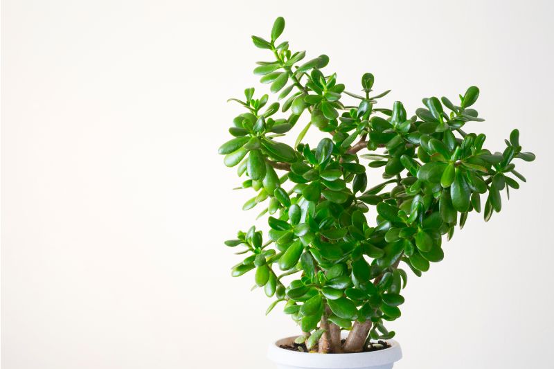 how to prune a jade plant crassula ovata