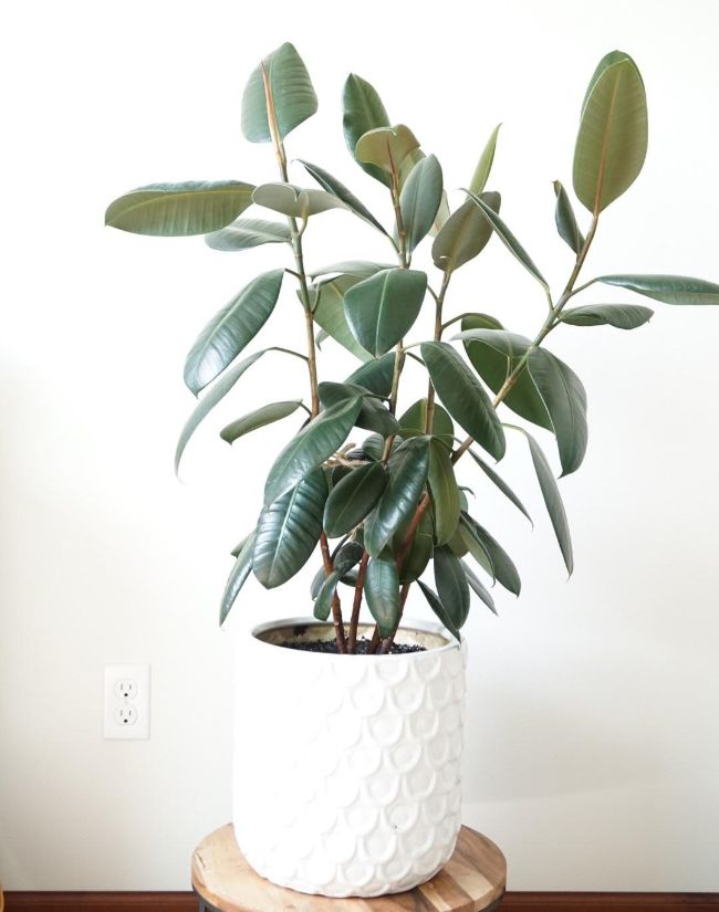 how to prune a rubber plant