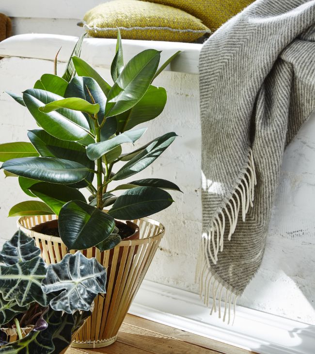 how to prune a rubber plant