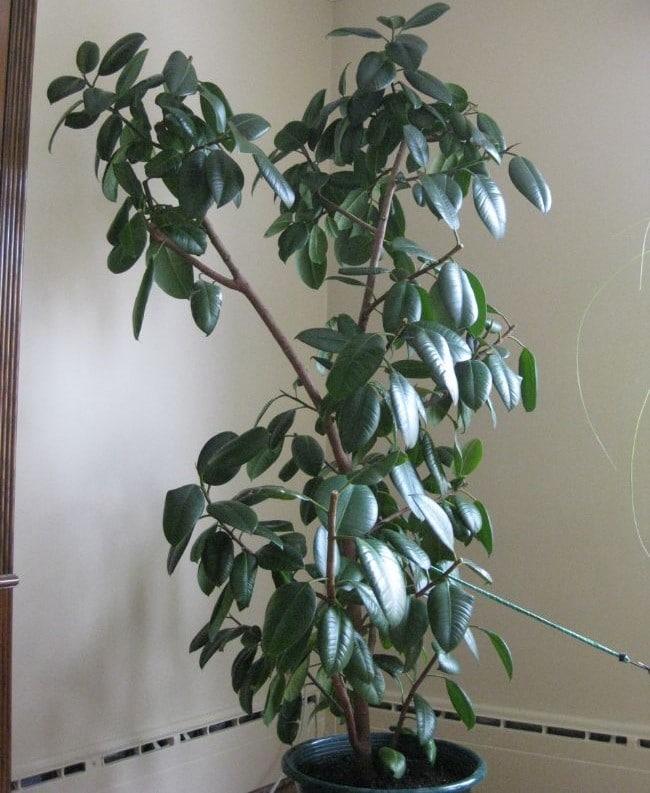 rubber plant pruning