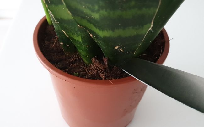 how to prune a snake plant