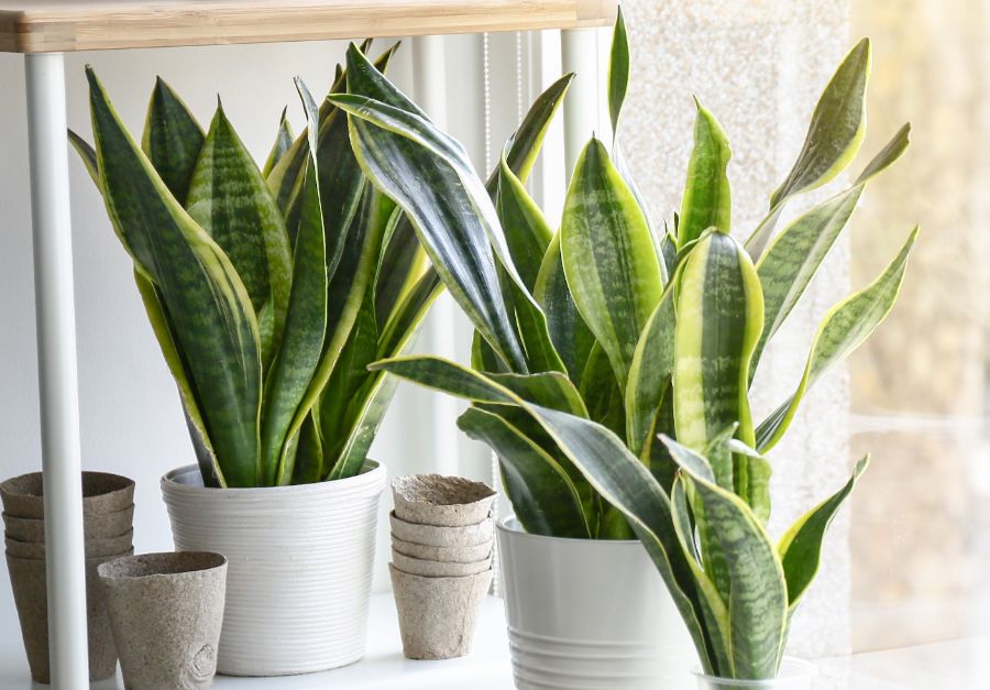 how to prune a snake plant