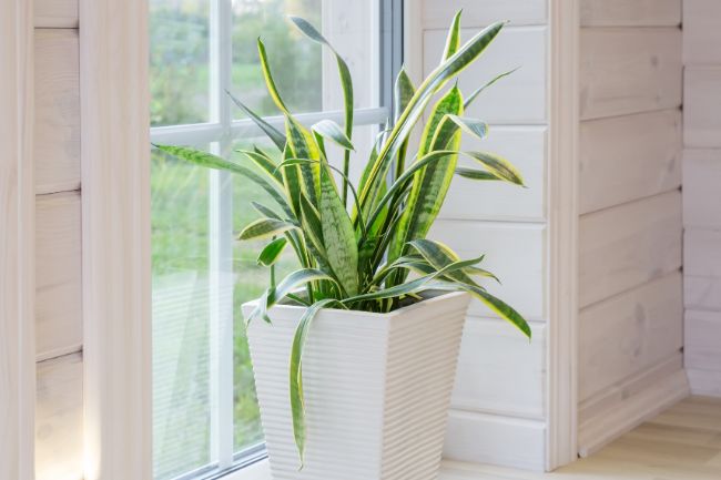 when to prune a snake plant sansevieria