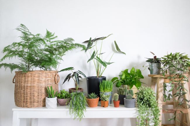 care for houseplants after pruning