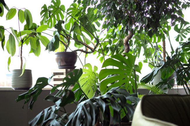 how to prune houseplants