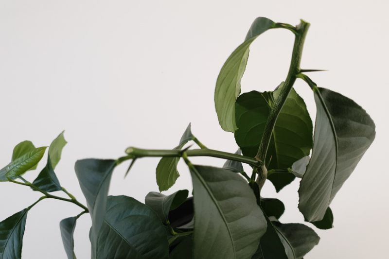 how to prune houseplants