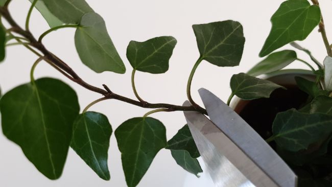 pruning english ivy indoor plant