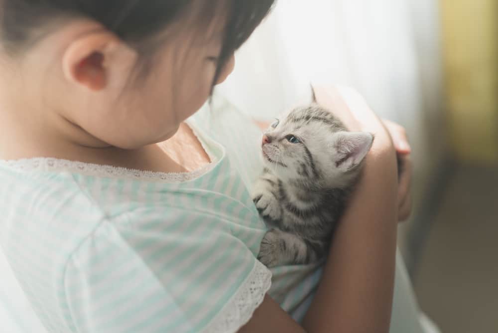 how to raise your kitten to be cuddly