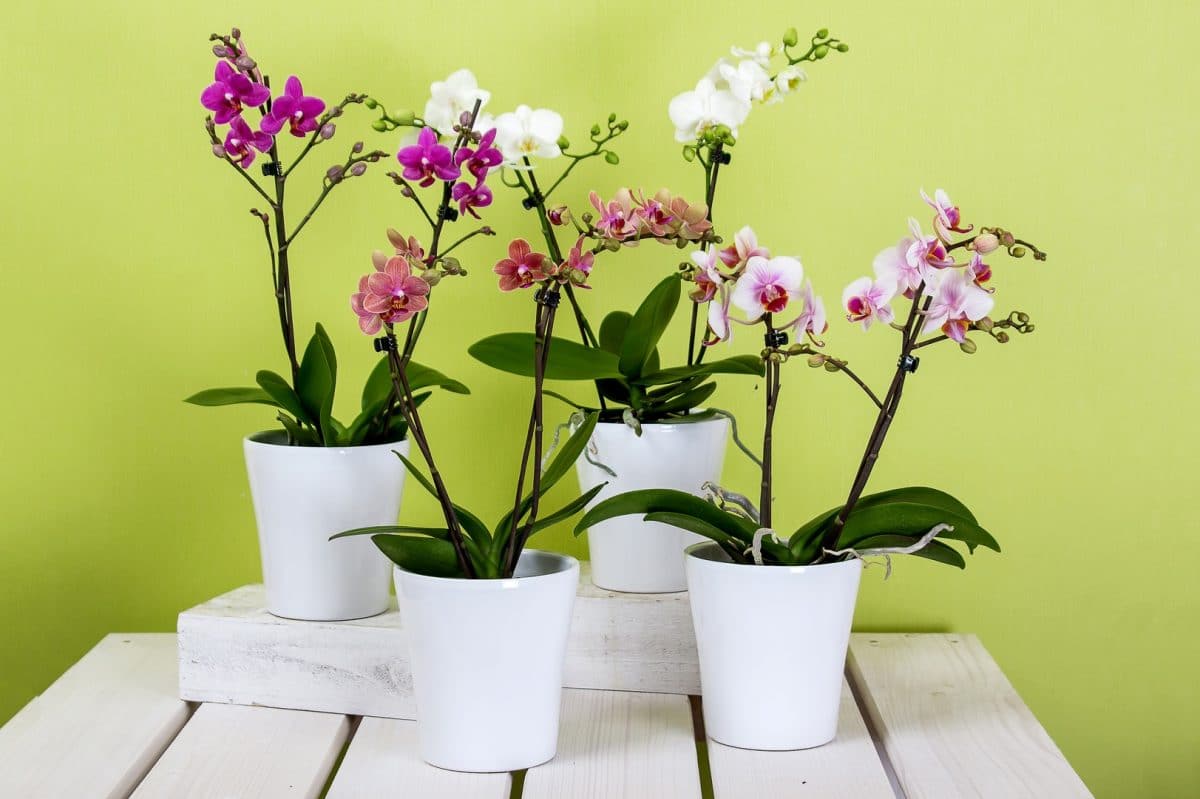 how to repot an orchid