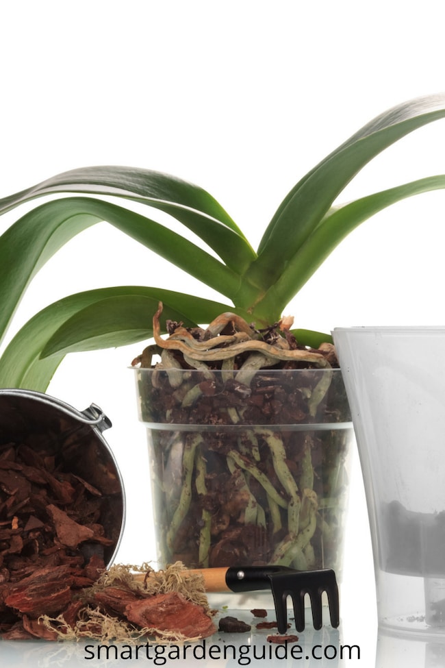 how to repot phalaenopsis orchids