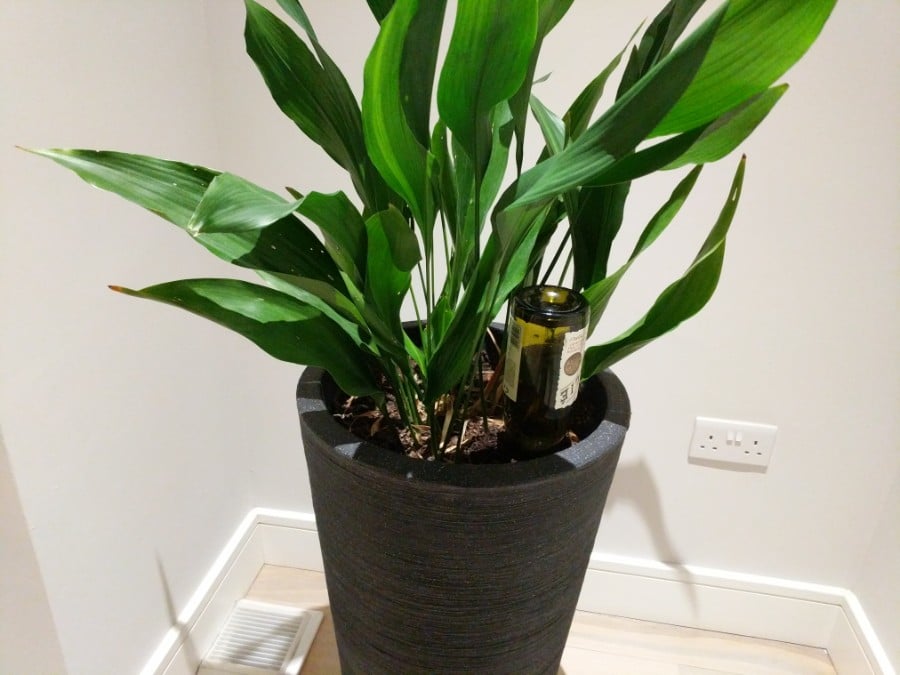 how to water indoor plants while on vacation