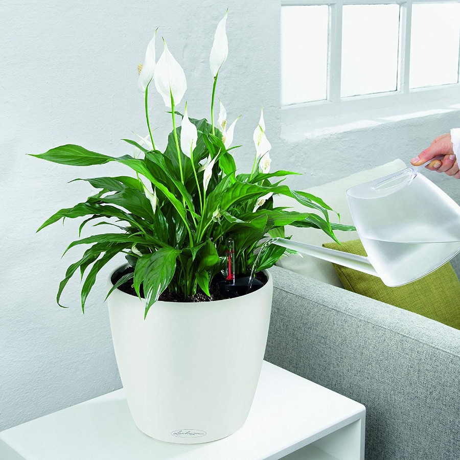 how to water indoor plants while on vacation