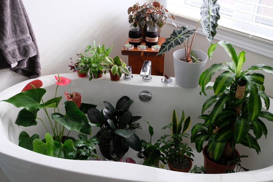 how to water indoor plants while on vacation