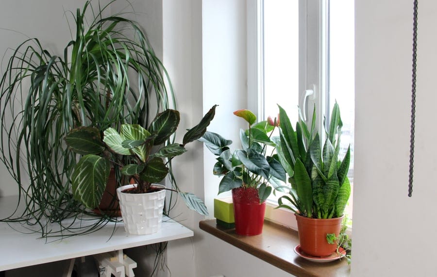 how to water indoor plants while on vacation