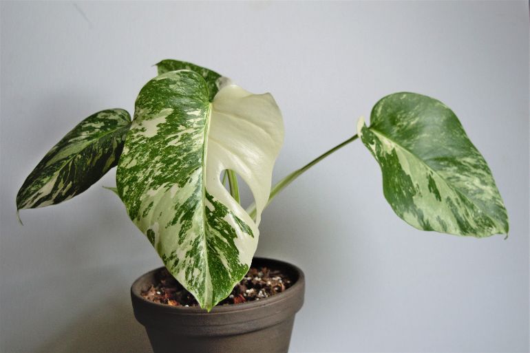 how to water monstera houseplants