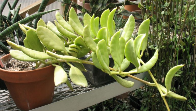 Hoya australis 'Oramicola'