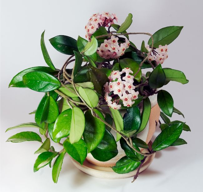 hindu rope plant hoya carnosa compacta best houseplants for beginners