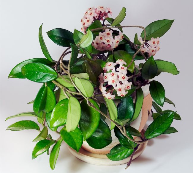 hoya carnosa east facing window plants